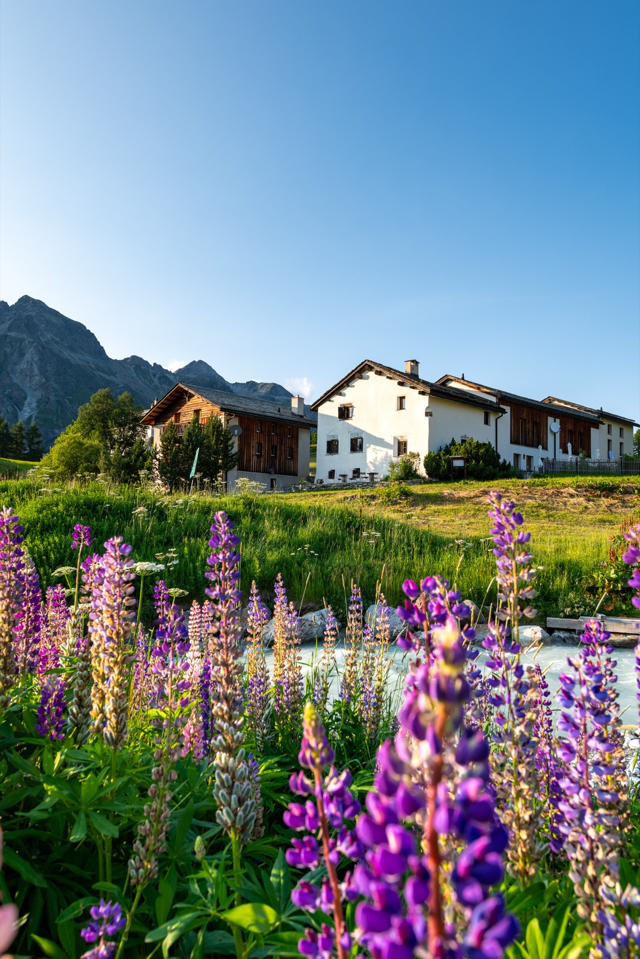 Hotel Chesa Pool amid summer meadows.
