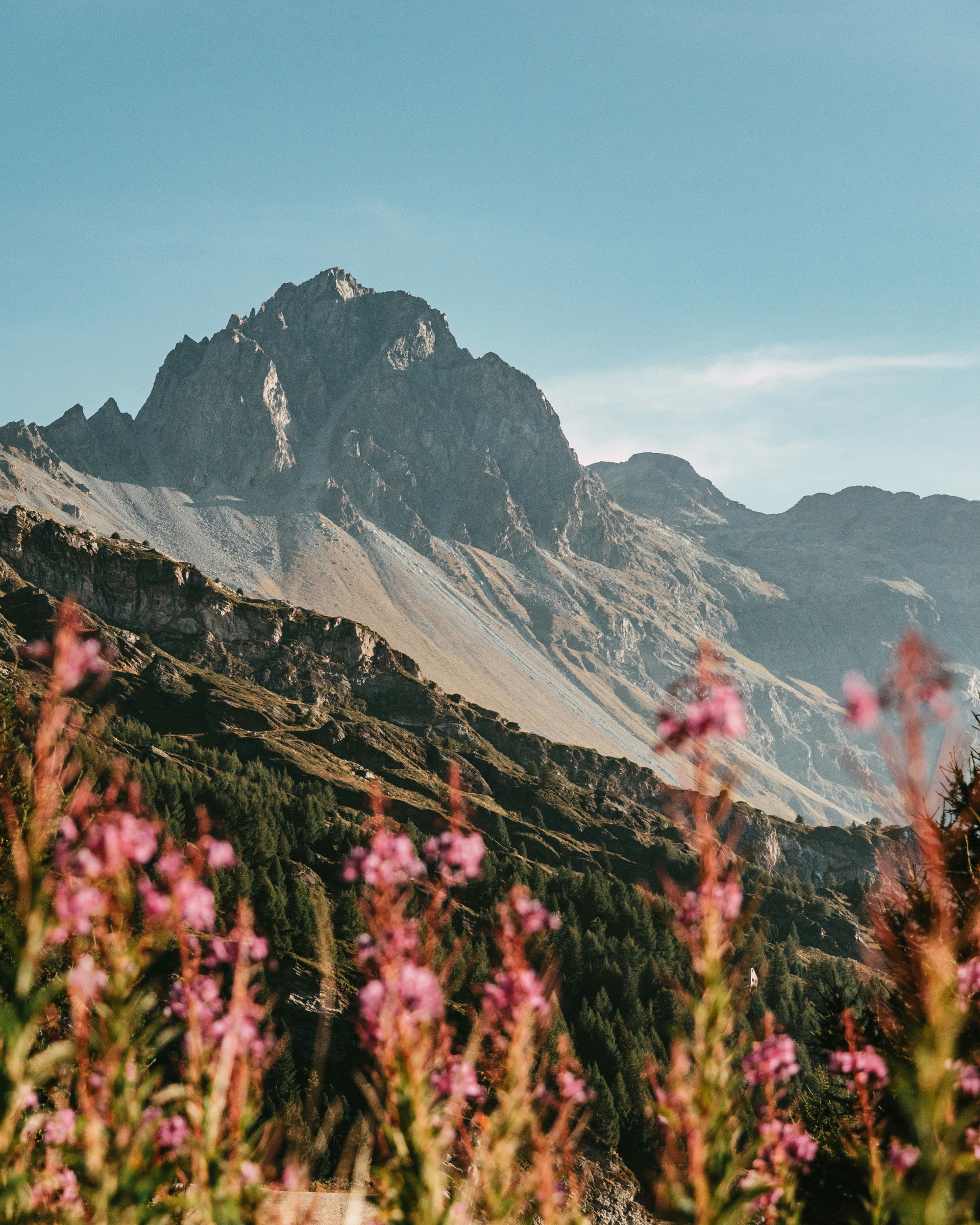 An alpine peak above St. Moritz in summer, wildflowers in the foreground.